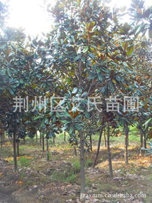 長(zhǎng)期供應(yīng)8-10公分精品廣玉蘭 優(yōu)質(zhì)綠化苗木選購(gòu)指南與廠商合作解析